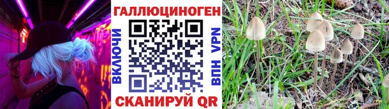 Купить  Судак  Галлюциногенные грибы Cubensis 